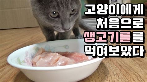 처음으로 생고기를 먹는 레이 Cat eating raw meat for the first time - YouTube