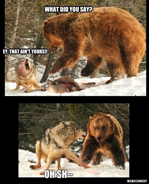 Wolf vs. Bear Meme by MemeComedy on DeviantArt