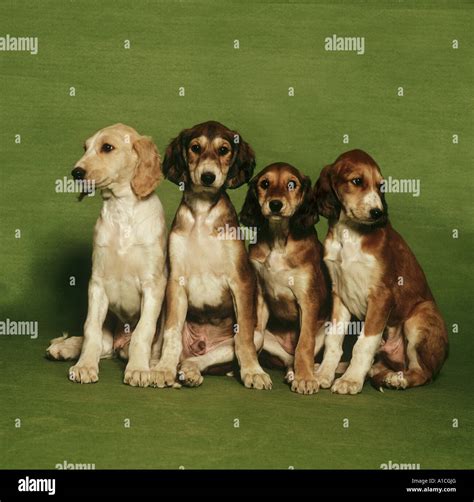 4 Saluki puppies Stock Photo, Royalty Free Image: 10216407 - Alamy