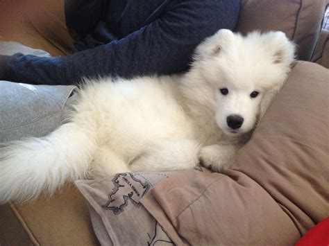 Samoyed puppy knows how to relax | Samoyed dogs, Samoyed puppy, Cute ...