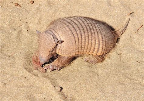 Why Do Armadillos Have So Many Teeth? (Key Facts)