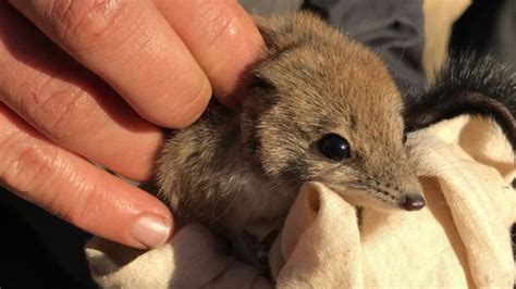 Australia’s threatened species: Animals we need to protect from ...