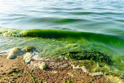 How Algae is Both Good and Bad for Marine Ecosystems - AquaViews