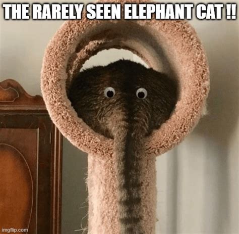 meme by Brad the rare elephant cat - Imgflip