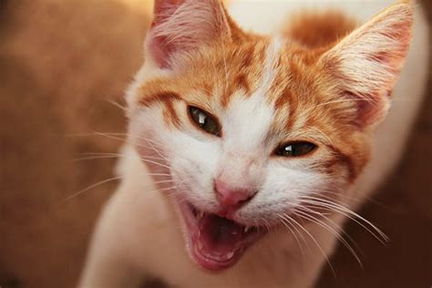 44 Top Photos Cat Has Bad Breath And Red Gums - Gingivitis In Cats Symptoms Causes | guo-ogiq8