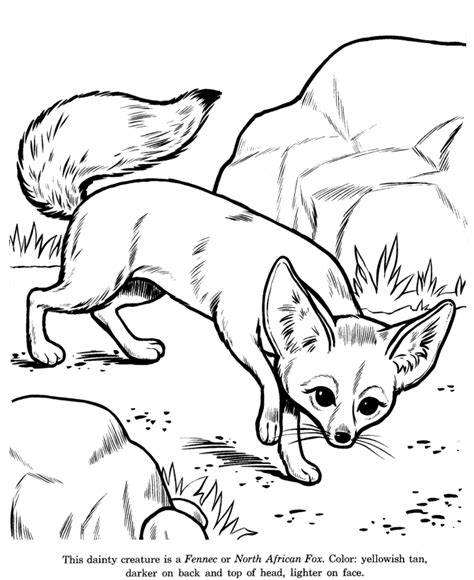 Fennec Fox coloring | Fox coloring page, Animal drawings, Desert animals coloring