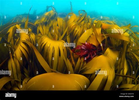 Dense thickets of seaweed Laminaria, Sea Rod or Slat mara (Laminaria hyperborea), Barents sea ...