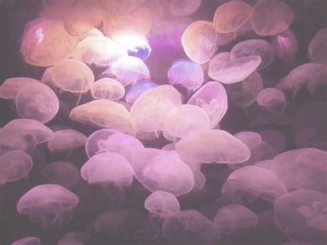 Pastel Pink | Pink jellyfish, Pink jellyfish wallpaper, Jellyfish