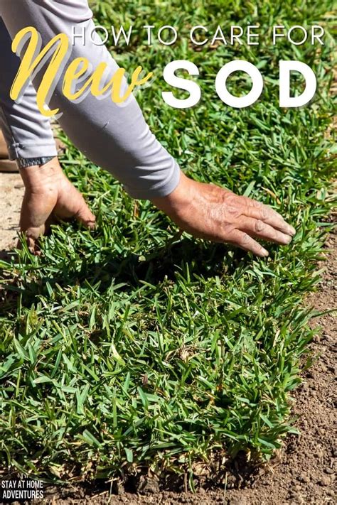 Learn the basics of caring for new sod and answer questions like what ...