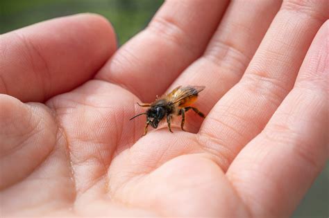 Wasp Sting: Reactions and Remedies - MBBCH Health Encyclopedia