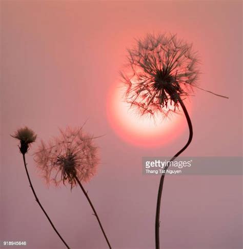 Dandelion Blowing Background Photos and Premium High Res Pictures - Getty Images