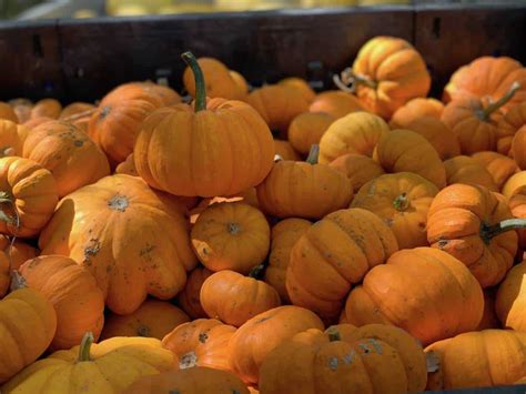 Baby Pumpkin Recipe + The Goods at the Market - Blackcat Restaurant ...