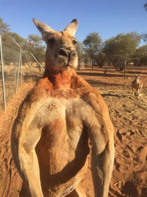 Roger the kangaroo. Died in a sanctuary in Alice Springs, Australia in 2018. : r/pics