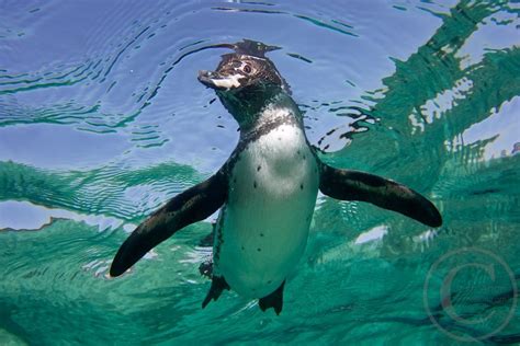 Swimming Penguin | Penguin awareness day, Penguins, Galapagos penguin