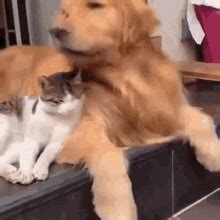 Dog Hug A Cat GIF | GIFDB.com