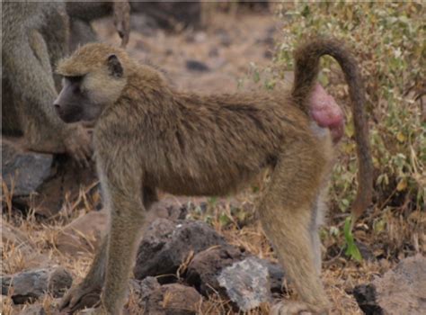 Baboon Reproduction: Linking Sexual Swellings, Estrogen, and Mating ...