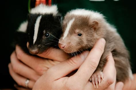 Baby skunks settling into life at Telford Exotic Zoo | Shropshire Star