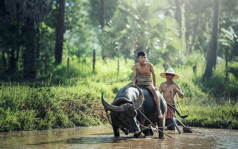 boy, riding, black, water buffalo, body, water photography, buffalo, agriculture | Piqsels