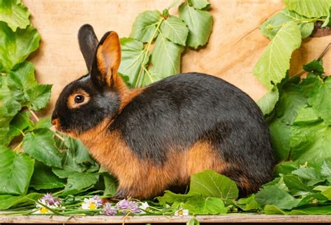 Tan Rabbit Breed Info: Pictures, Temperament & Traits - PorchTop Blogs