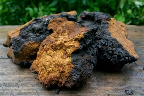 Inonotus obliquus: Top 12 Benefits of Chaga Mushroom