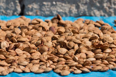 A Heap Of Apricot Pits Free Stock Photo - Public Domain Pictures