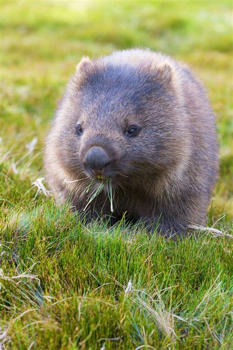 A wombat grazes on grass at Ronnie Creek, Cradle Mountain-Lake St Clair ...