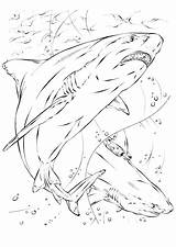 Basking Shark Coloring Pages At GetDrawings  Free Download sketch template