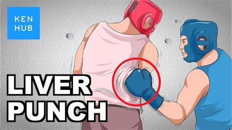 Why can’t your body handle a punch to the liver? - Human Anatomy | Kenhub - YouTube | Strength ...