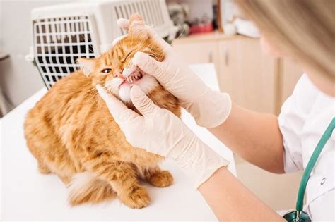 Cat Teeth Cleaning Tips & Advice (Written By a Vet) - Cats.com