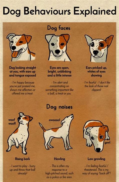 A Chart That Will Help You Finally Understand Your Dog | Dog body ...