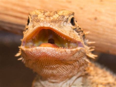 Bearded Dragon Teeth: Complete Guide to Anatomy and Care