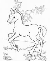 Cute Horse Coloring Pages At GetColoringscom  Free Printable sketch template