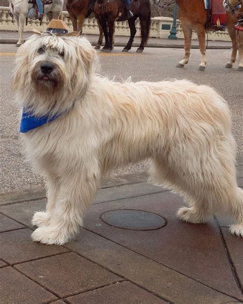 13 Unique Old English Sheepdog Mixes (With Pictures)