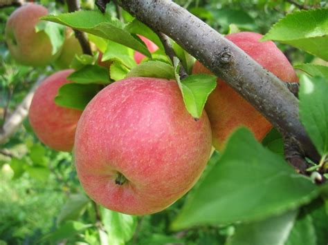 Growing A Gala Apple Tree: Gala Apple Climate And Growing Conditions