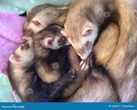 Ferret Stock Photo | CartoonDealer.com #14609976