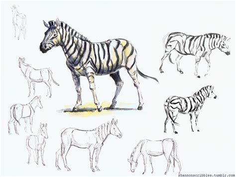 Zebra Anatomy - Anatomical Charts & Posters