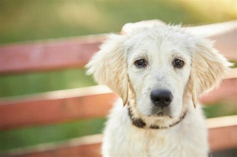 Premium Photo | Closeup portrait of a sad wet golden retriever puppy ...