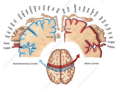 Cortical Homunculus Illustration - Stock Image - C043/2709 - Science Photo Library