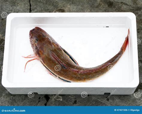 Tub gurnard stock photo. Image of omega, healthy, full - 47421506