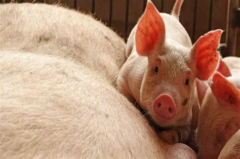 Blog Action Day: The Pig Farmer – VCAMM : Sustainability & Eco-Living