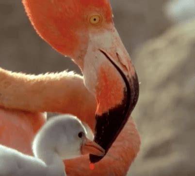 Flamingo parents feed their chicks bright red crop-milk, secreted from glands in their throats ...