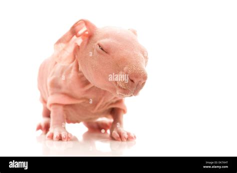 skinny guinea pig Stock Photo - Alamy