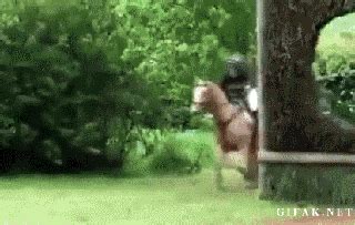 Great Horse Gifs