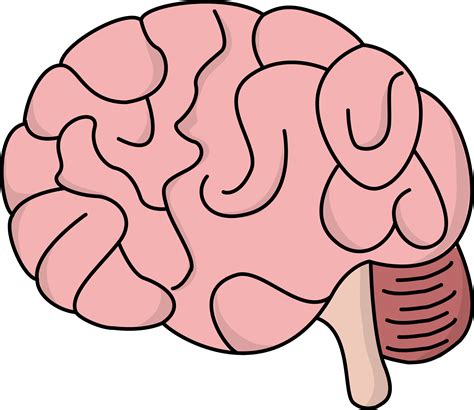 thinking brain clip art - Clip Art Library