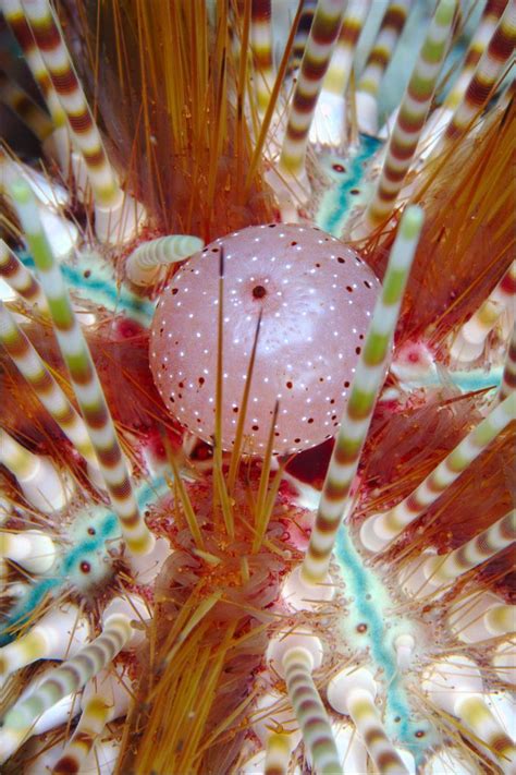 Fire Urchin Close Up | Urchin, Science and nature, Ocean creatures