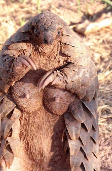 721 best Pangolin images on Pholder | Aww, Nature Is Fucking Lit and Awwducational