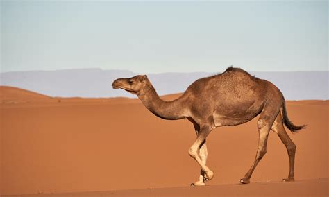 New Research Finds Method to Create Safe Camel Milk Products – Food Tank