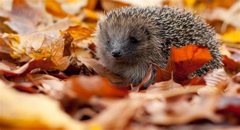 Why is leaf litter so important for wildlife? | The Wildlife Trust for ...