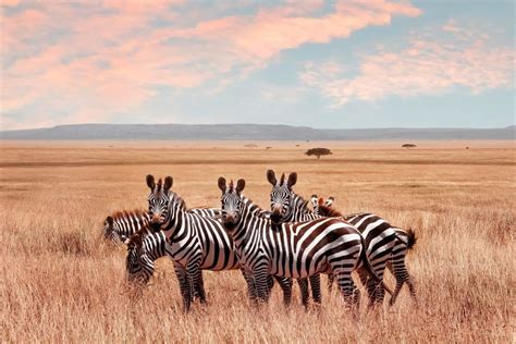 Camping in the Serengeti: What You NEED to Know Before You Go