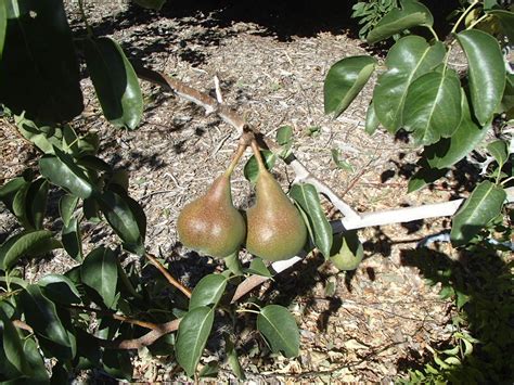 Xtremehorticulture of the Desert: When to Harvest European Pear